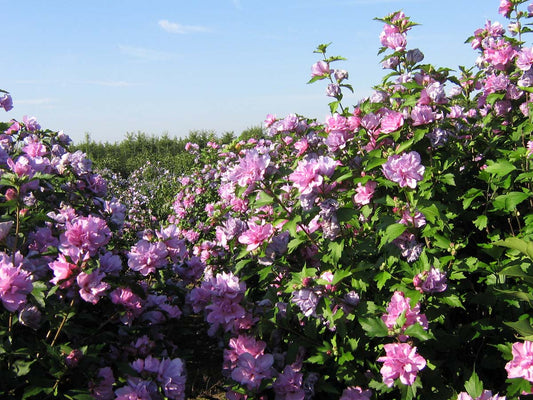 Hibiscus syriacus 'Duc de Brabant' haagplant