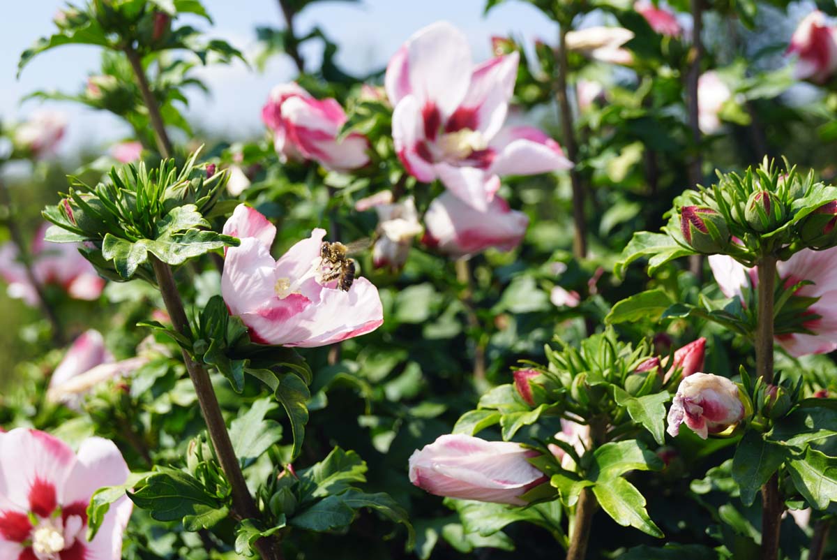 Hibiscus syriacus 'Hamabo' Tuinplanten