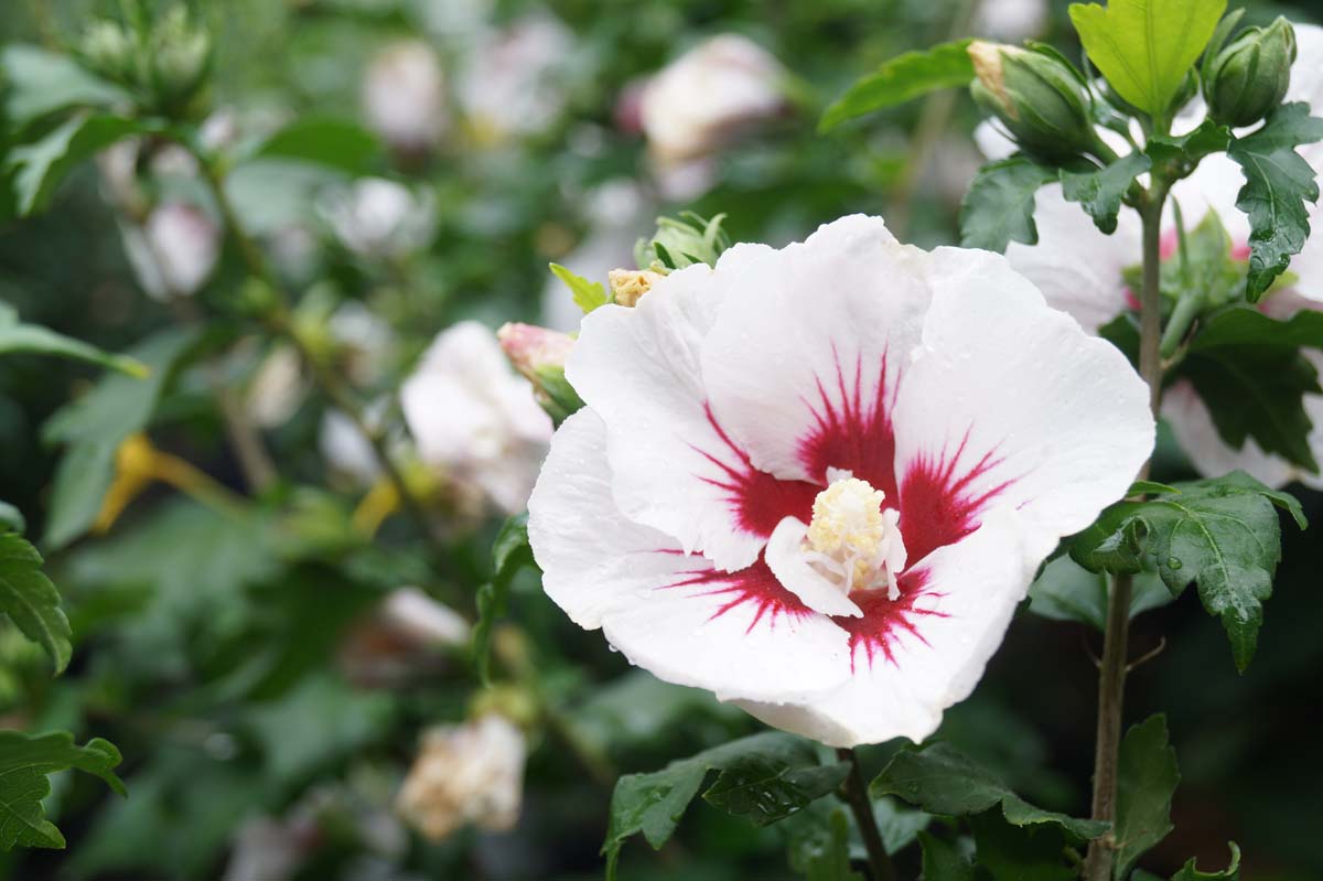 Hibiscus syriacus 'Helene' Tuinplanten