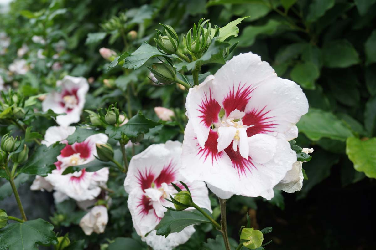 Hibiscus syriacus 'Helene' Tuinplanten