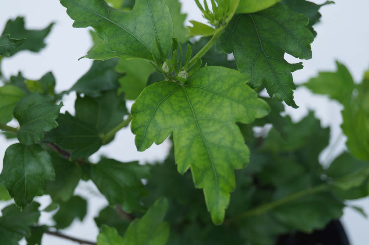 Hibiscus syriacus 'Helene' Tuinplanten