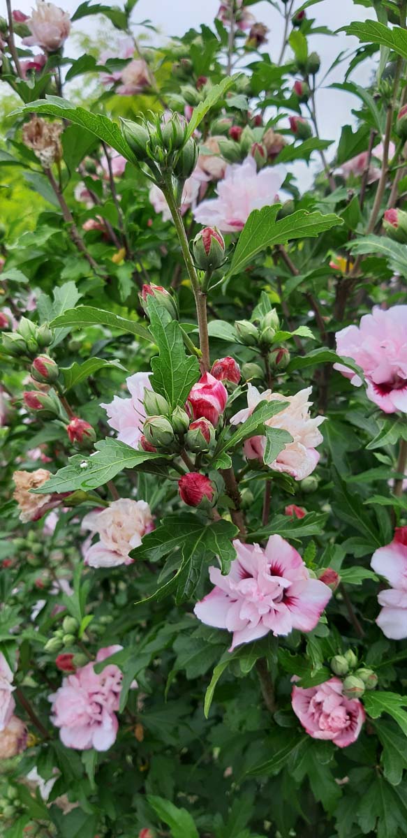 Hibiscus syriacus 'Lady Stanley' Tuinplanten