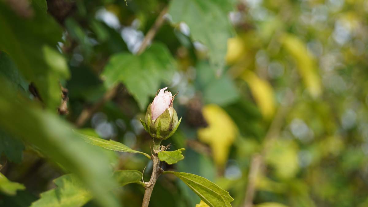 Hibiscus syriacus 'Lady Stanley' solitair