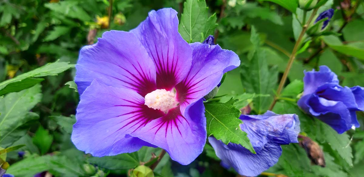 Hibiscus syriacus 'Marina' meerstammig / struik