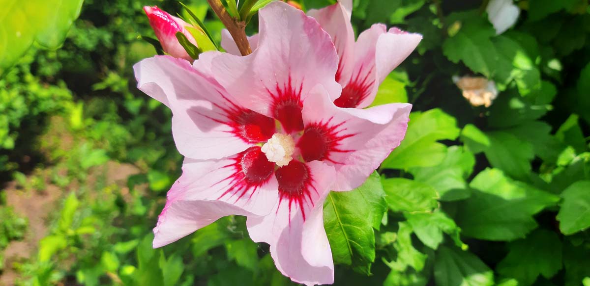 Hibiscus syriacus 'Mathilde' solitair bloem
