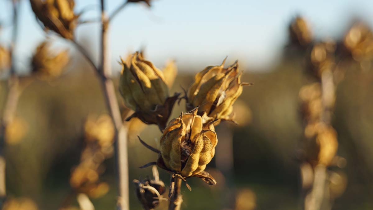 Hibiscus syriacus 'Oiseau Bleu' Tuinplanten herfstkleur