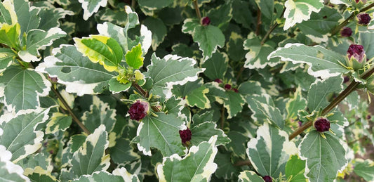 Hibiscus syriacus 'Purpureus Variegatus' solitair
