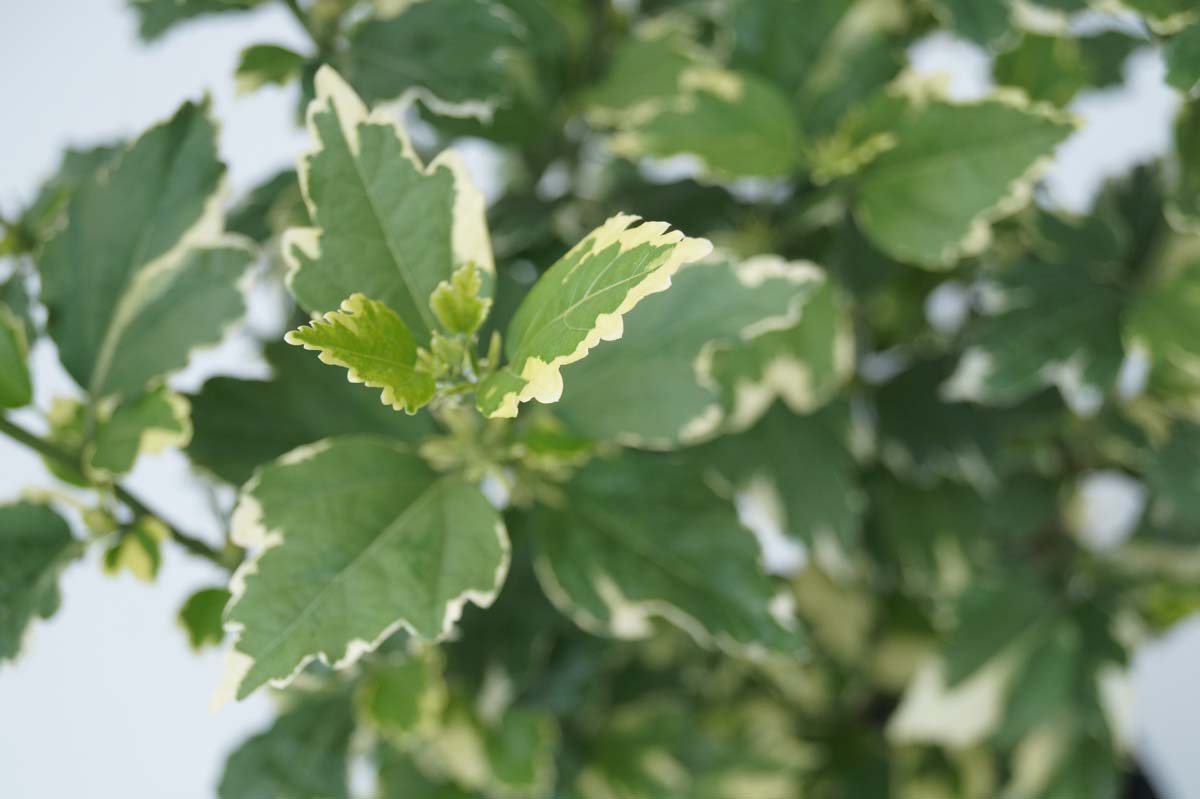 Hibiscus syriacus 'Purpureus Variegatus' solitair