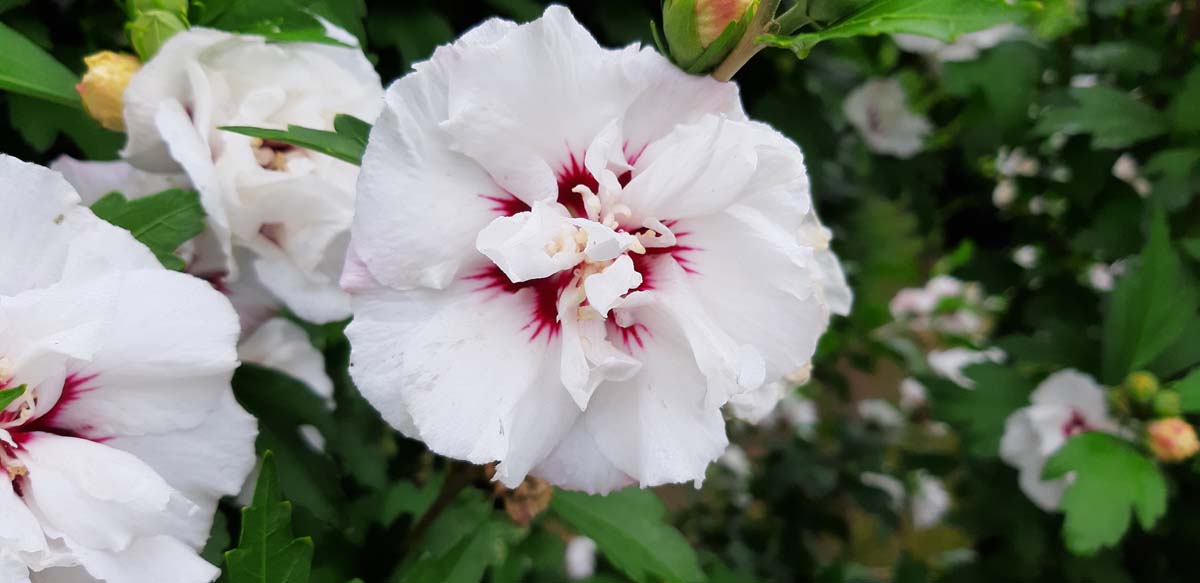 Hibiscus syriacus 'Speciosus'