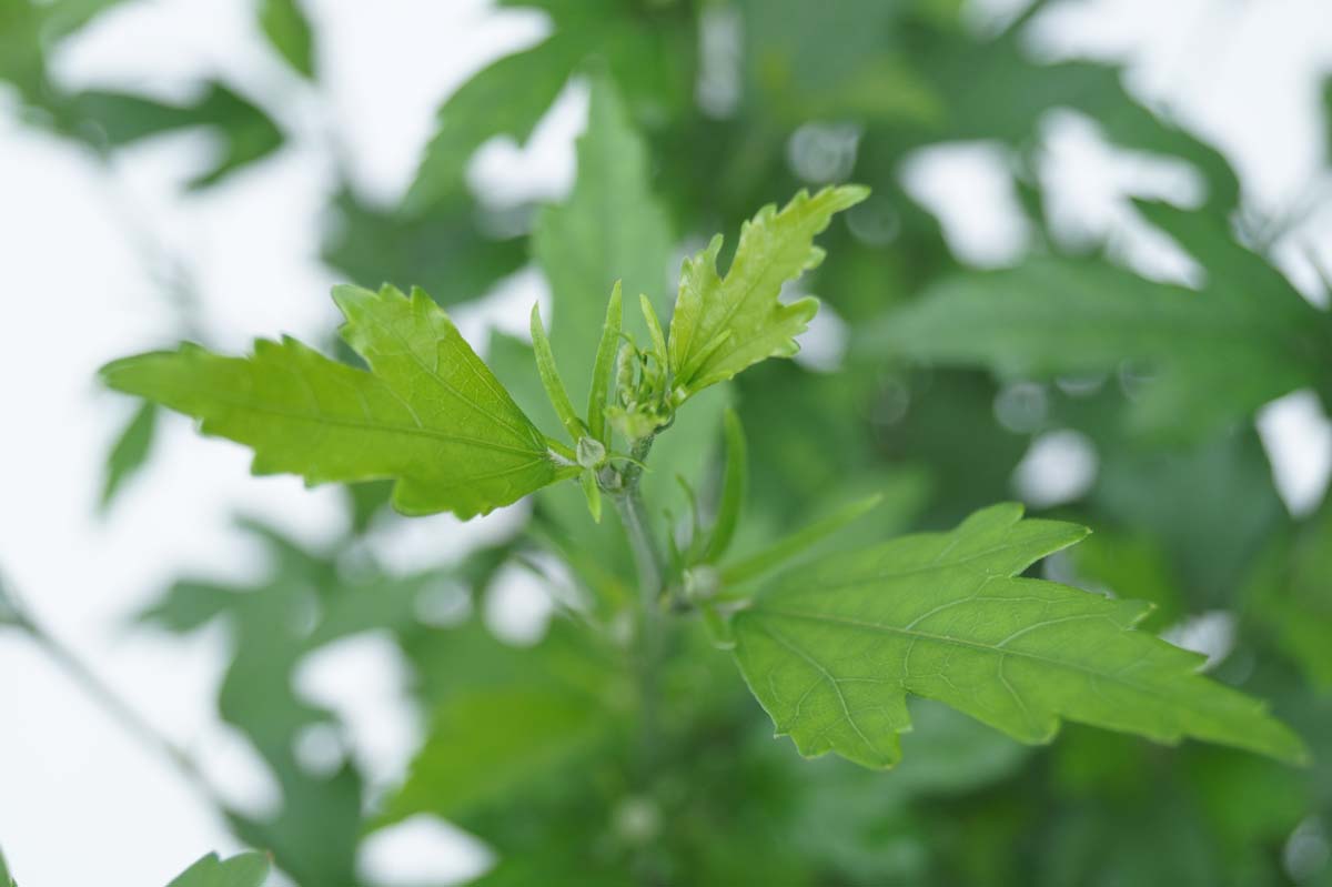 Hibiscus syriacus 'Speciosus' haagplant