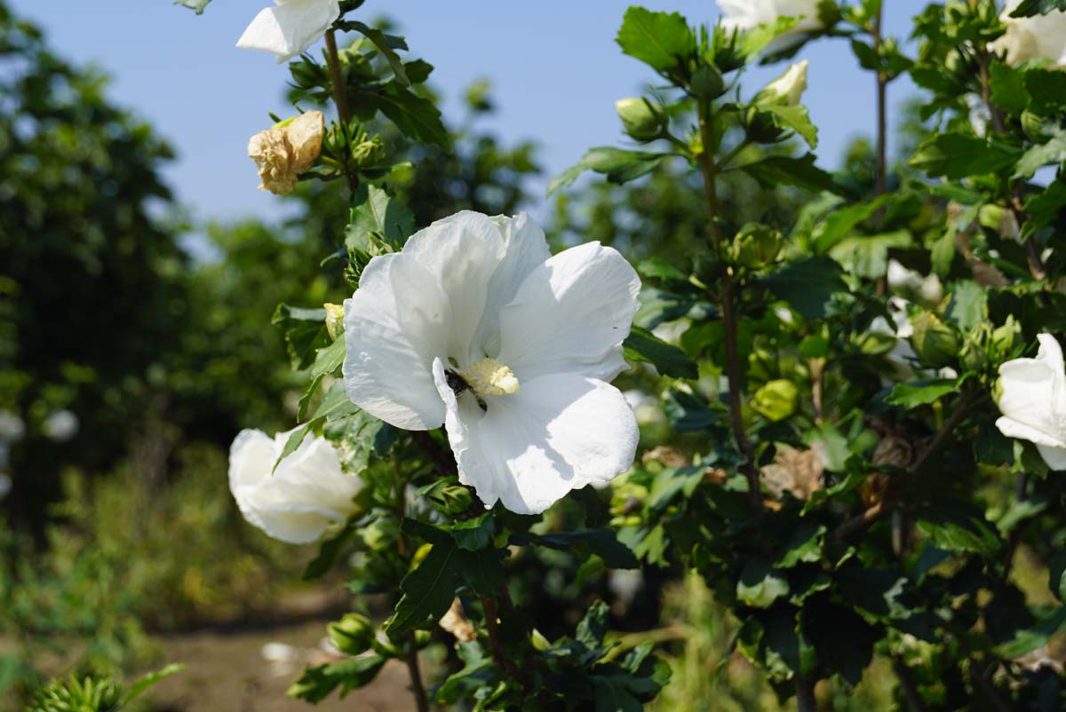 Hibiscus syriacus 'William R. Smith' op stam