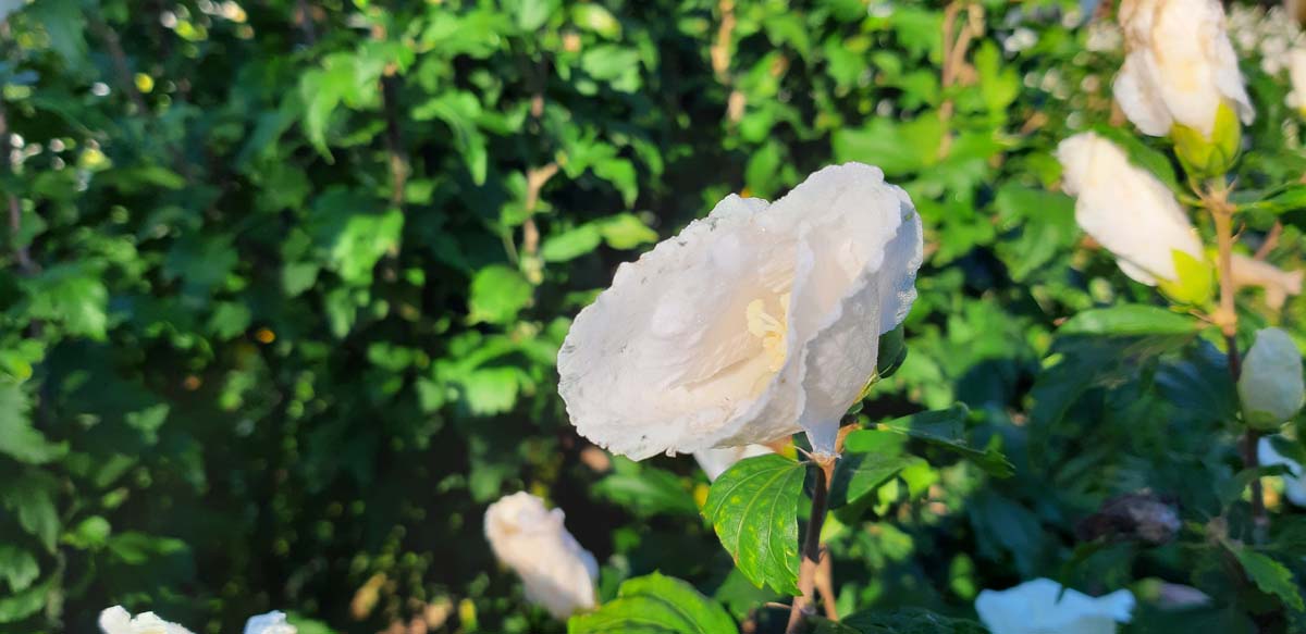 Hibiscus syriacus 'William R. Smith' op stam