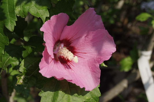 Hibiscus syriacus 'Woodbridge' Tuinplanten