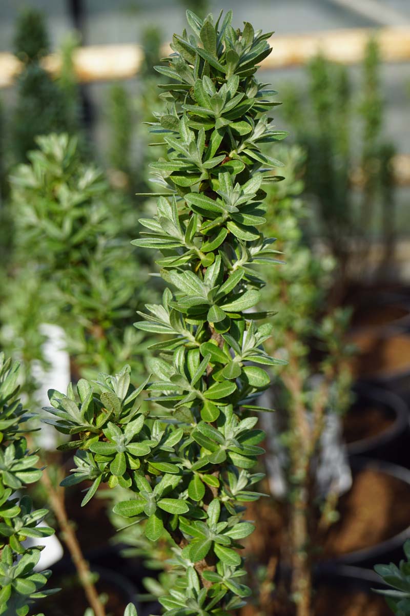 Hippophae rhamnoides 'Hikul' meerstammig / struik