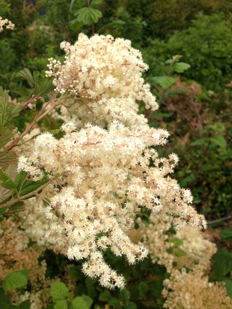 Holodiscus discolor meerstammig / struik bloem