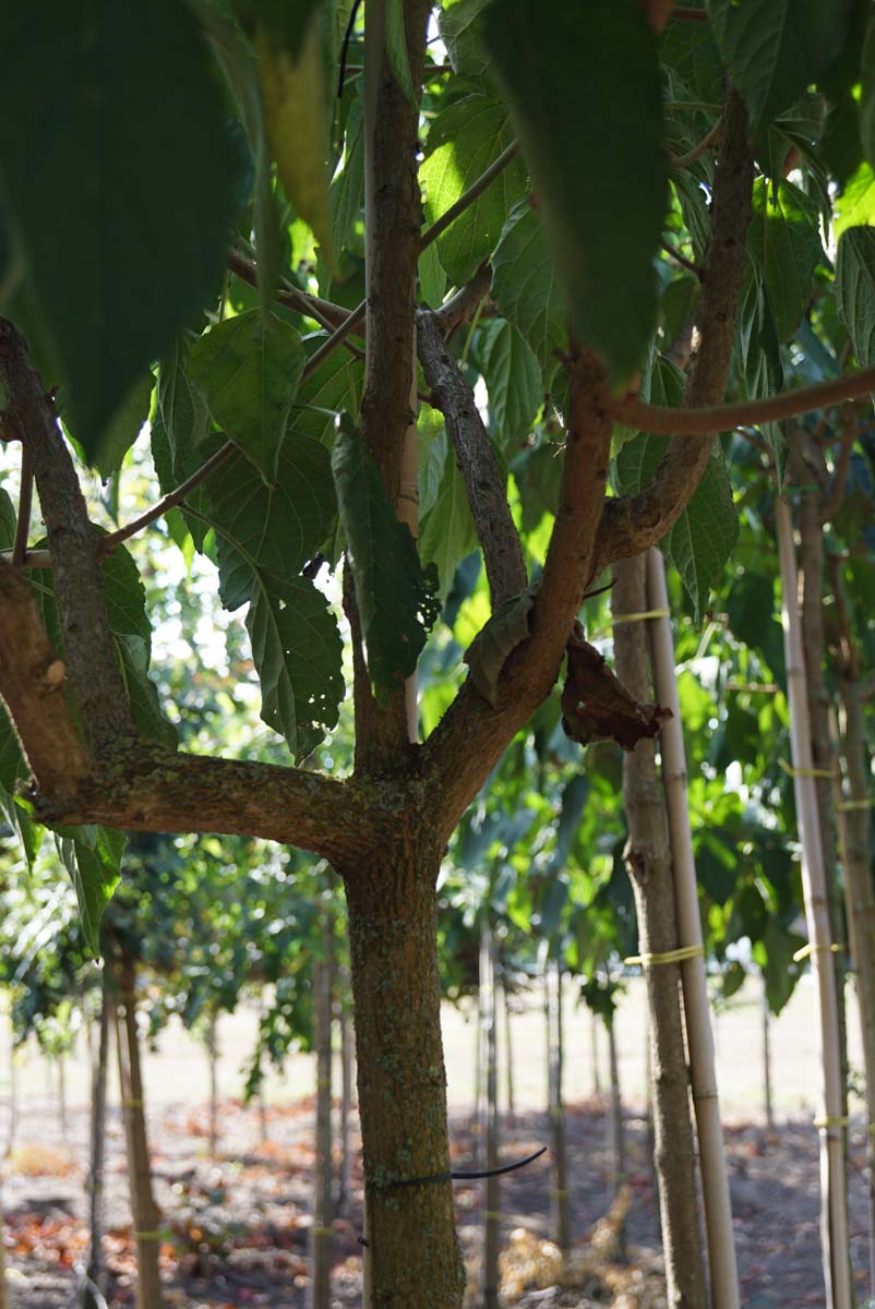 Hovenia dulcis op stam