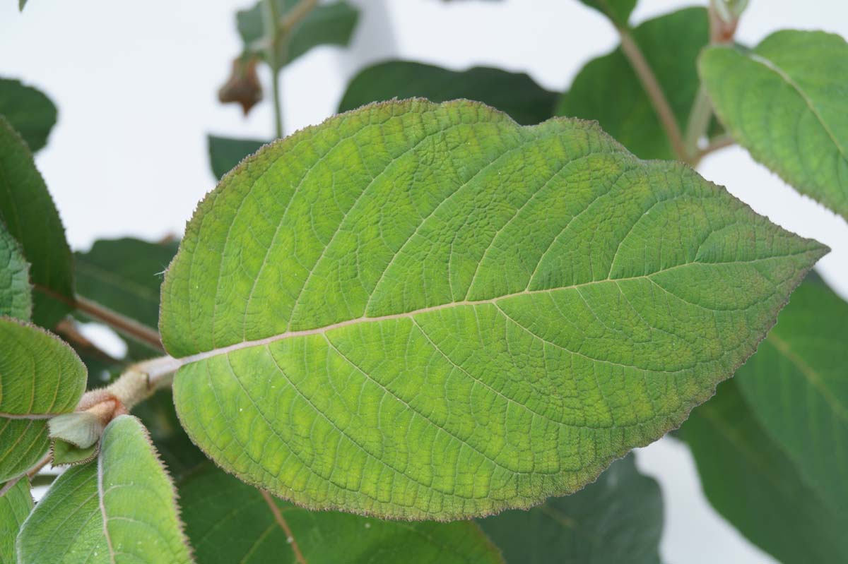 Hydrangea aspera sargentiana meerstammig / struik
