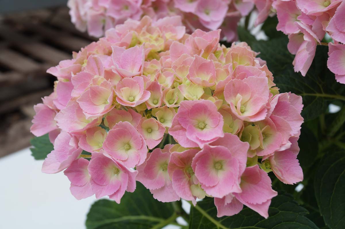 Hydrangea macrophylla 'Bodensee' meerstammig / struik