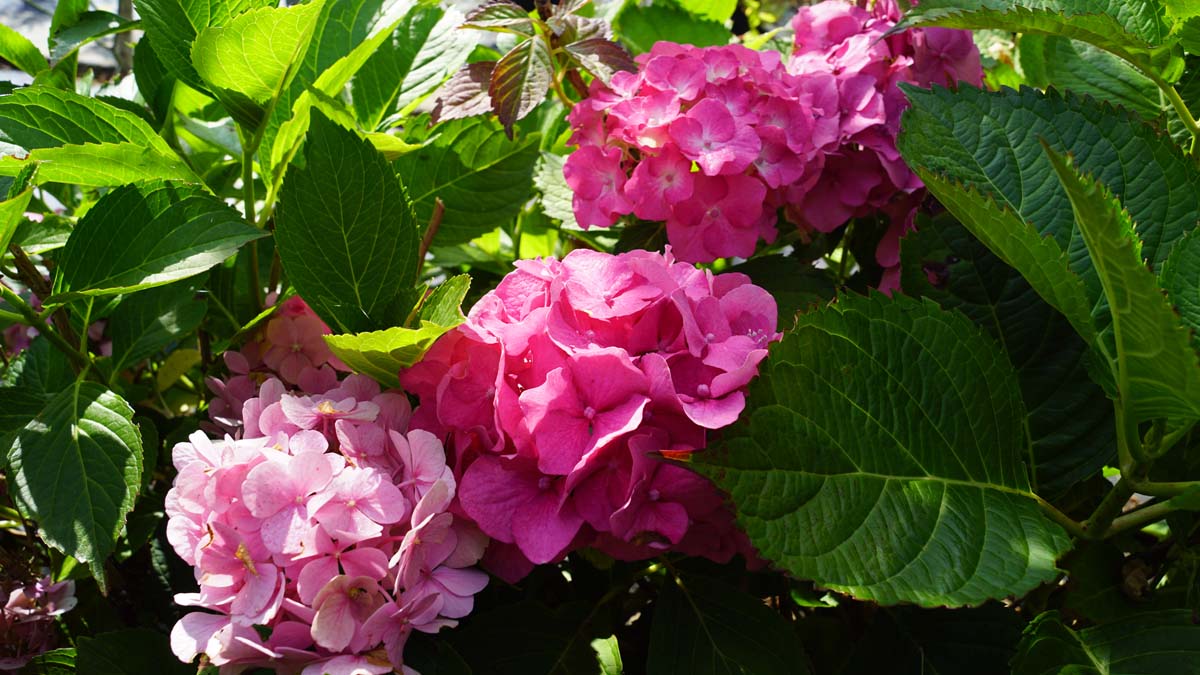Hydrangea macrophylla 'Deutschland' meerstammig / struik