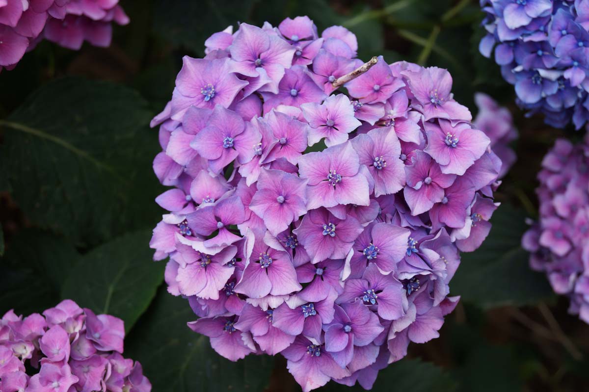 Hydrangea macrophylla 'Renate Steiniger'