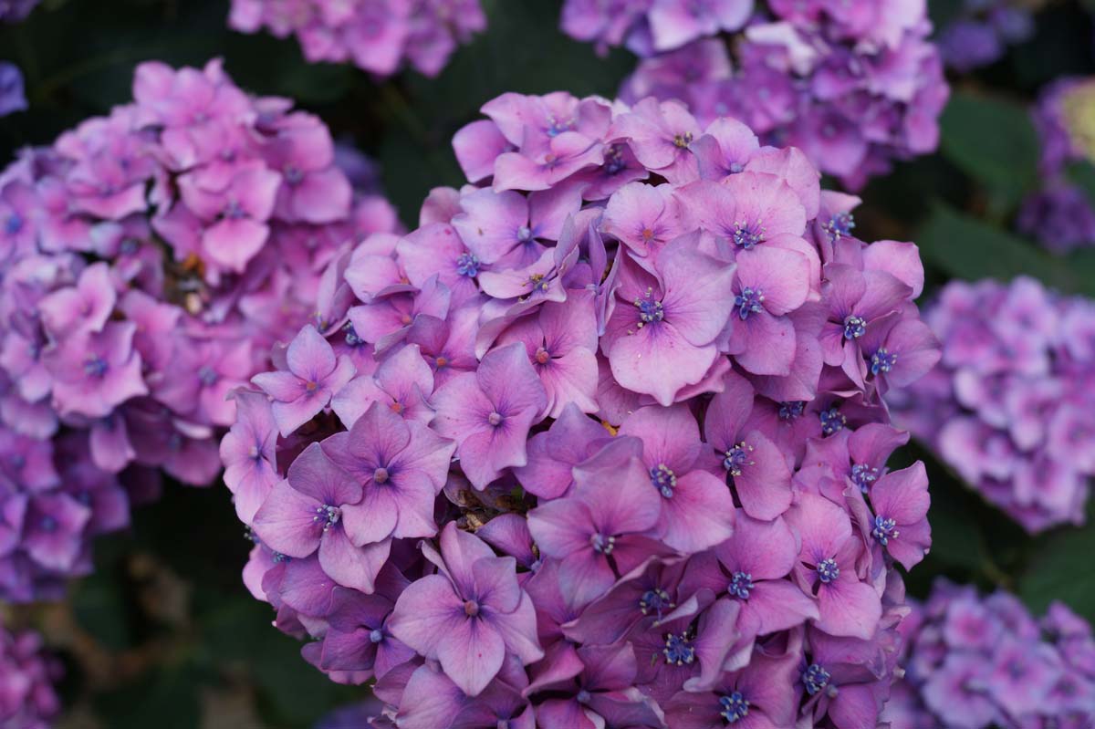 Hydrangea macrophylla 'Renate Steiniger'