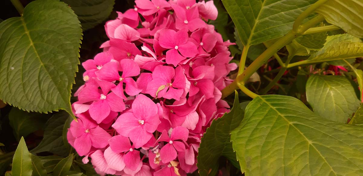Hydrangea macrophylla 'Leuchtfeuer' meerstammig / struik
