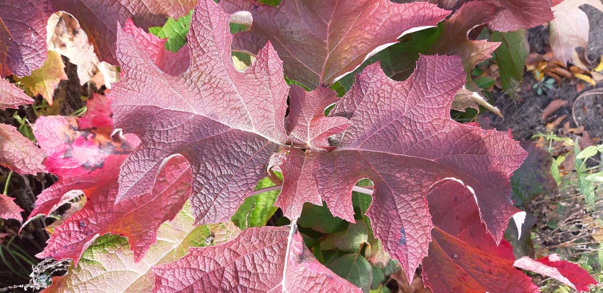 Hydrangea quercifolia 'Sike's Dwarf'