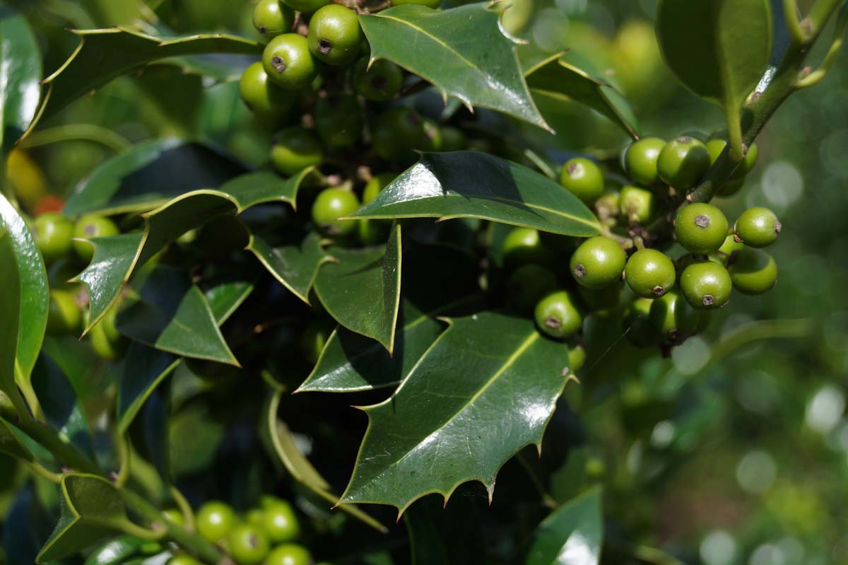 Ilex aquifolium 'Alaska' op stam
