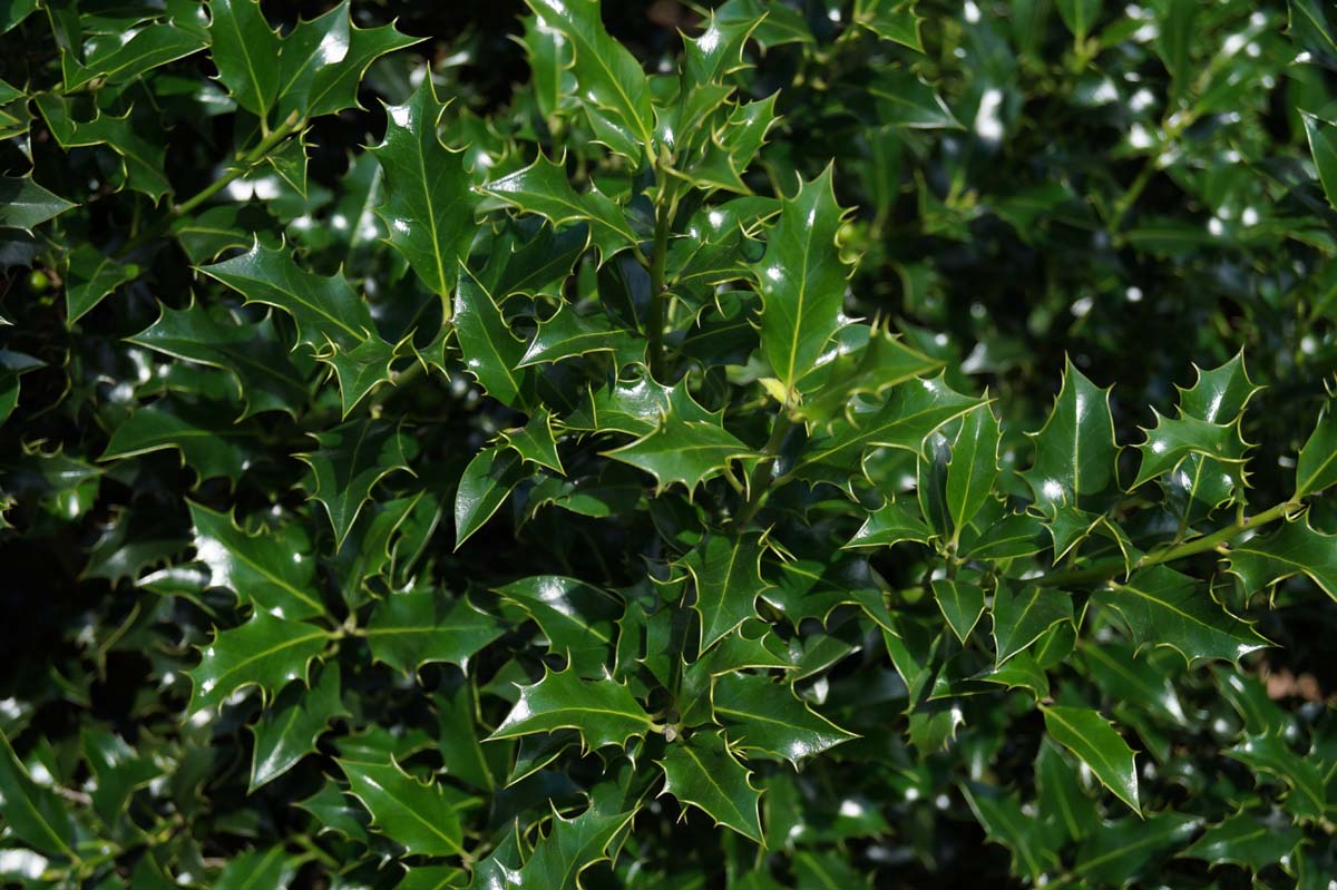 Ilex aquifolium 'Alaska' Tuinplanten