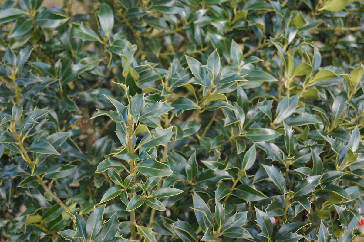 Ilex aquifolium 'Alaska' op stam
