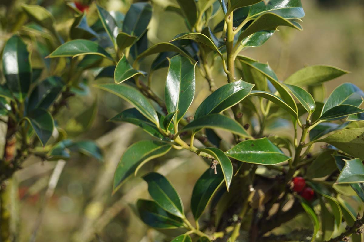 Ilex aquifolium 'Alaska' Tuinplanten