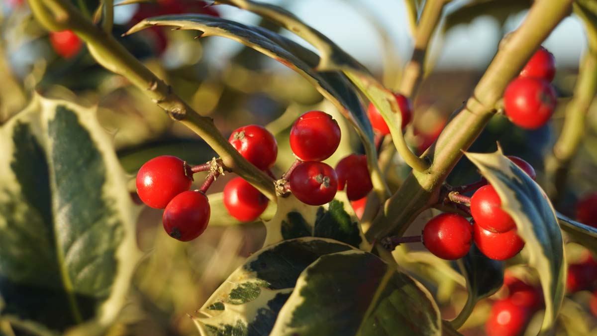 Ilex aquifolium 'Argentea Marginata' meerstammig / struik bes