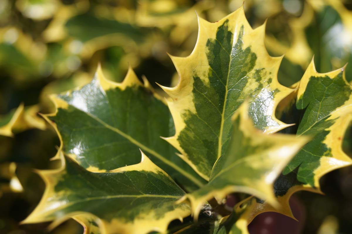 Ilex aquifolium 'Aurea Marginata' meerstammig / struik