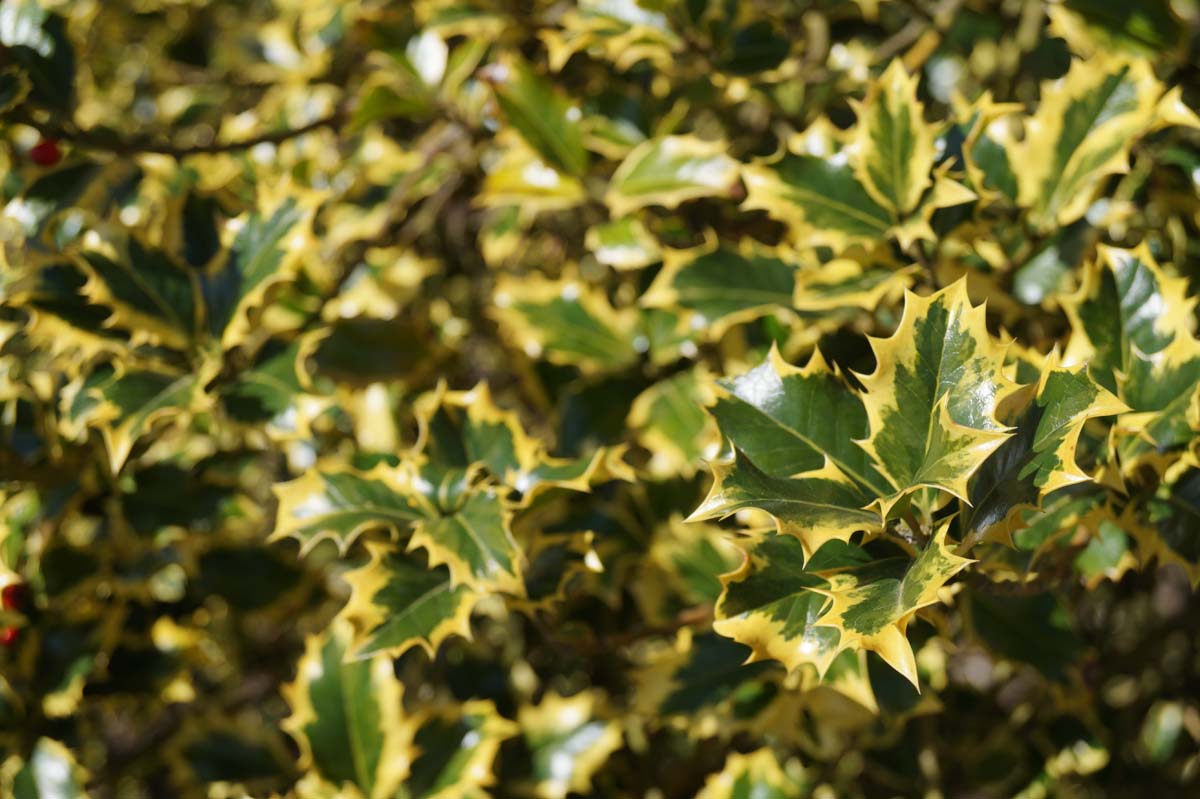 Ilex aquifolium 'Aurea Marginata' meerstammig / struik