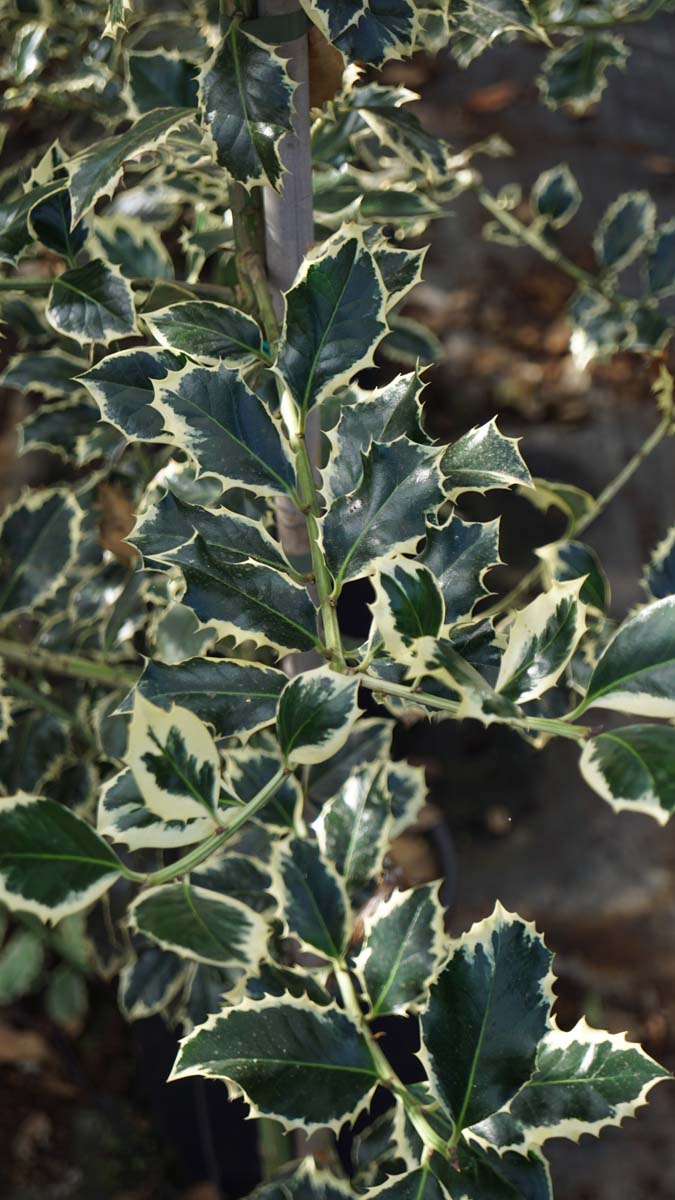 Ilex aquifolium 'Aurea Marginata' meerstammig / struik