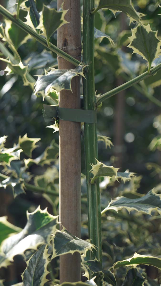 Ilex aquifolium 'Aurea Marginata' Tuinplanten