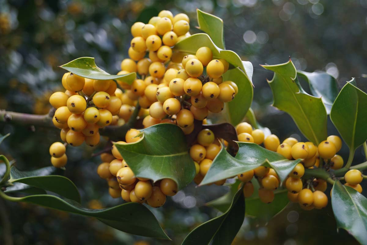 Ilex aquifolium 'Bacciflava' Tuinplanten