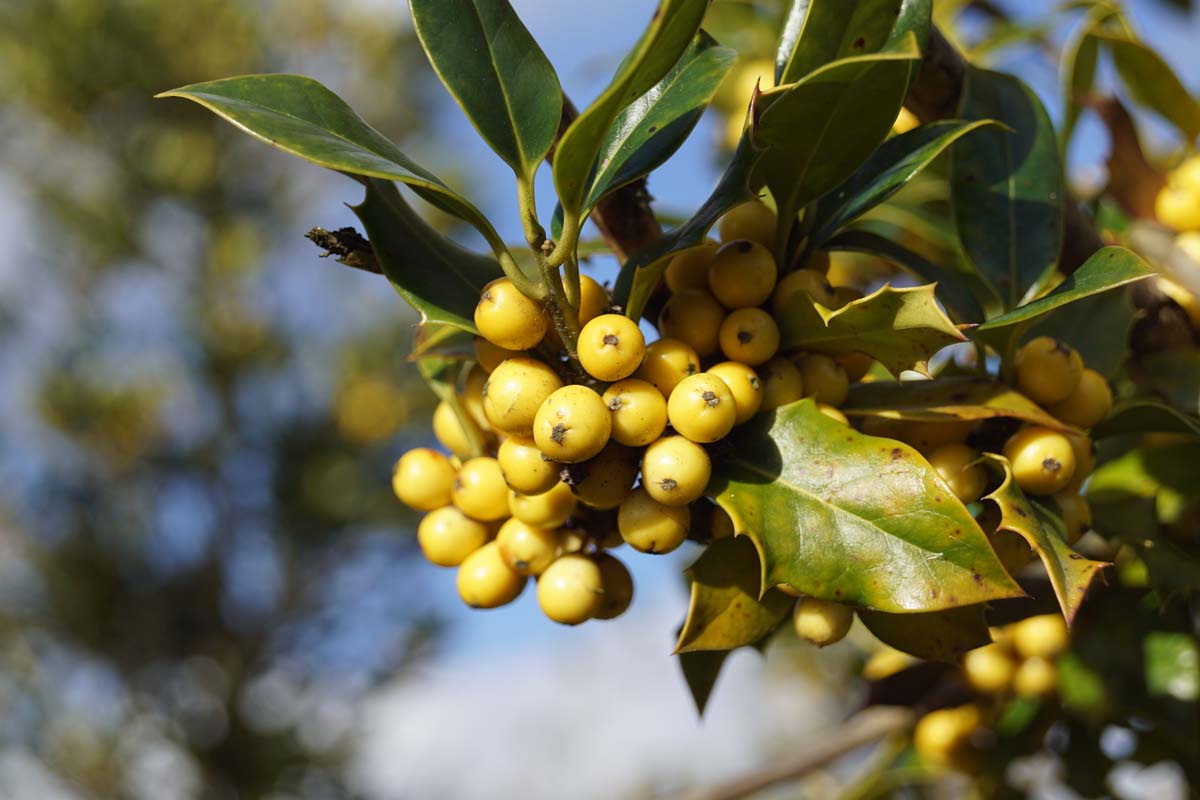 Ilex aquifolium 'Bacciflava'