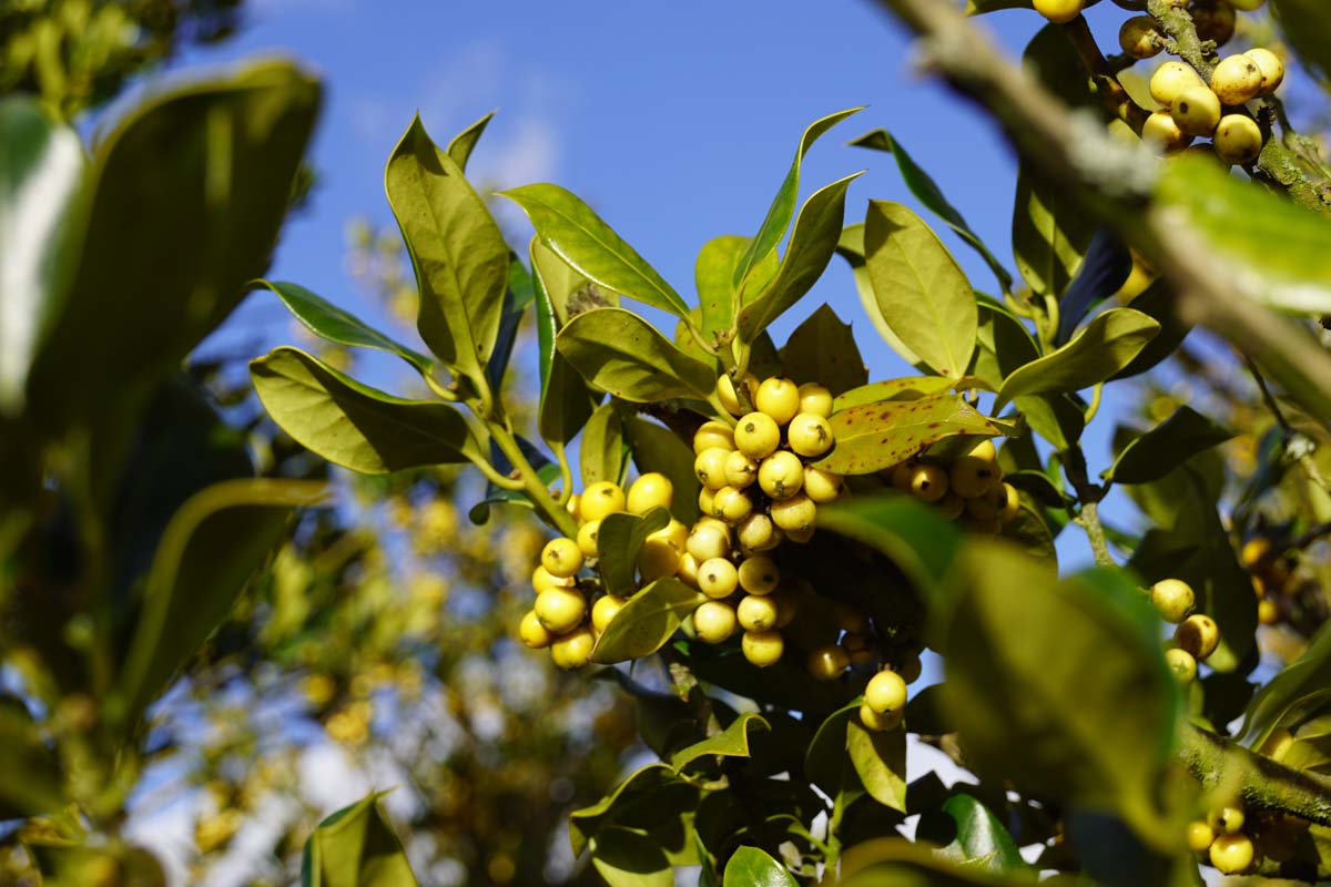 Ilex aquifolium 'Bacciflava' Tuinplanten