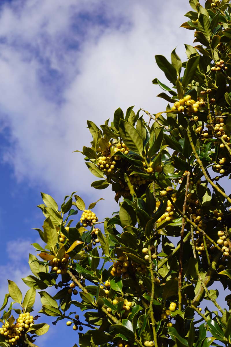 Ilex aquifolium 'Bacciflava' Tuinplanten