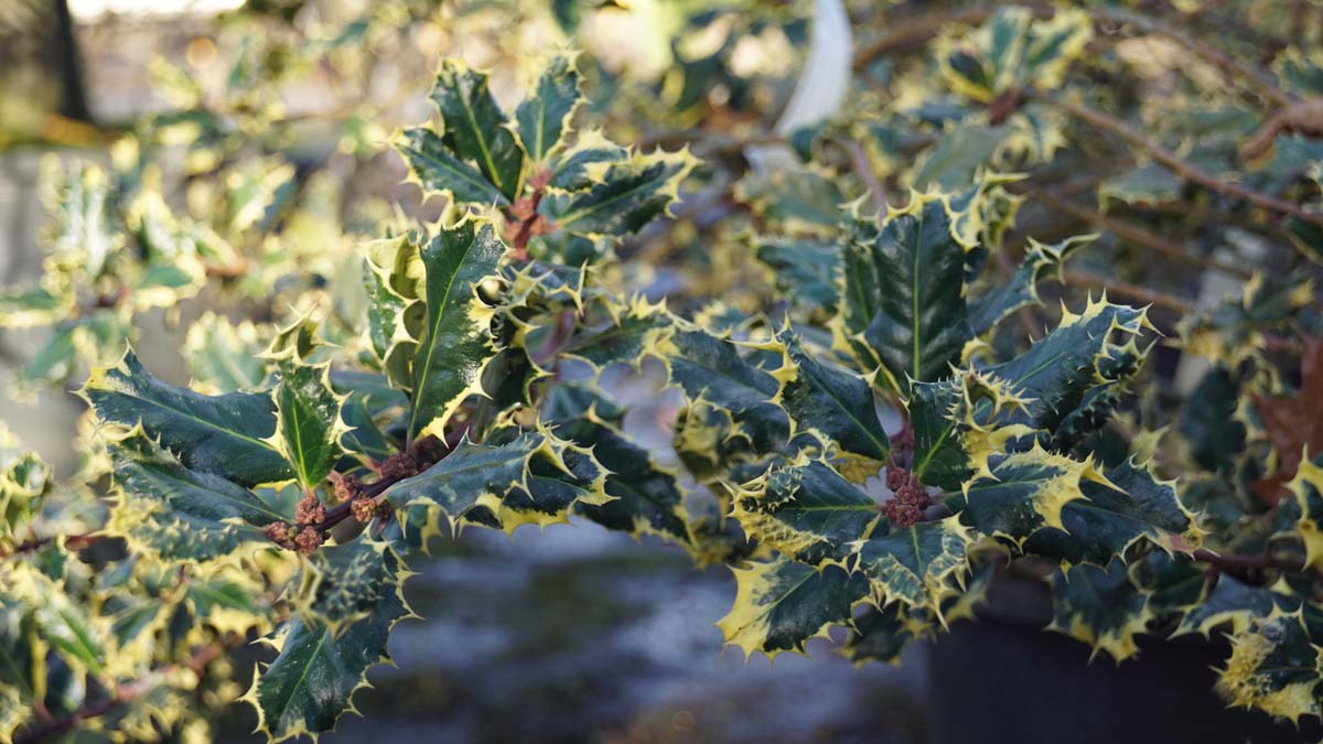 Ilex aquifolium 'Ferox Argentea' meerstammig / struik blad