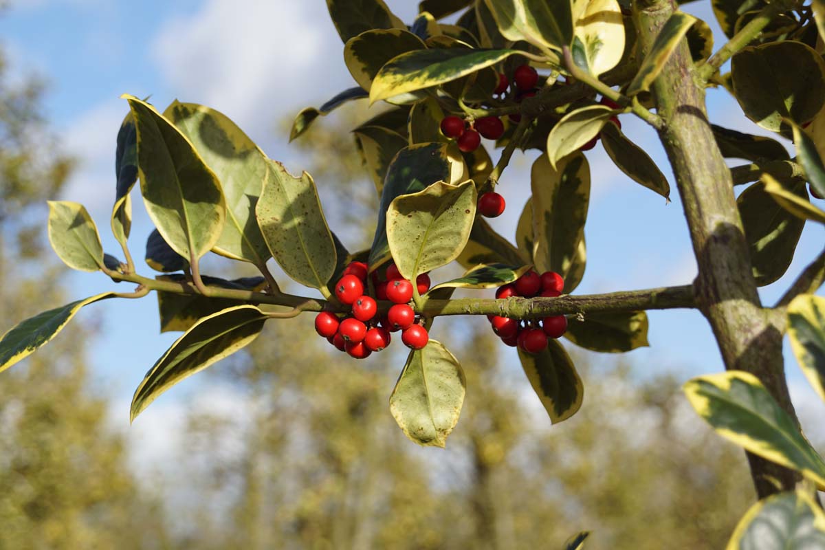 Ilex altaclerensis 'Golden King' solitair