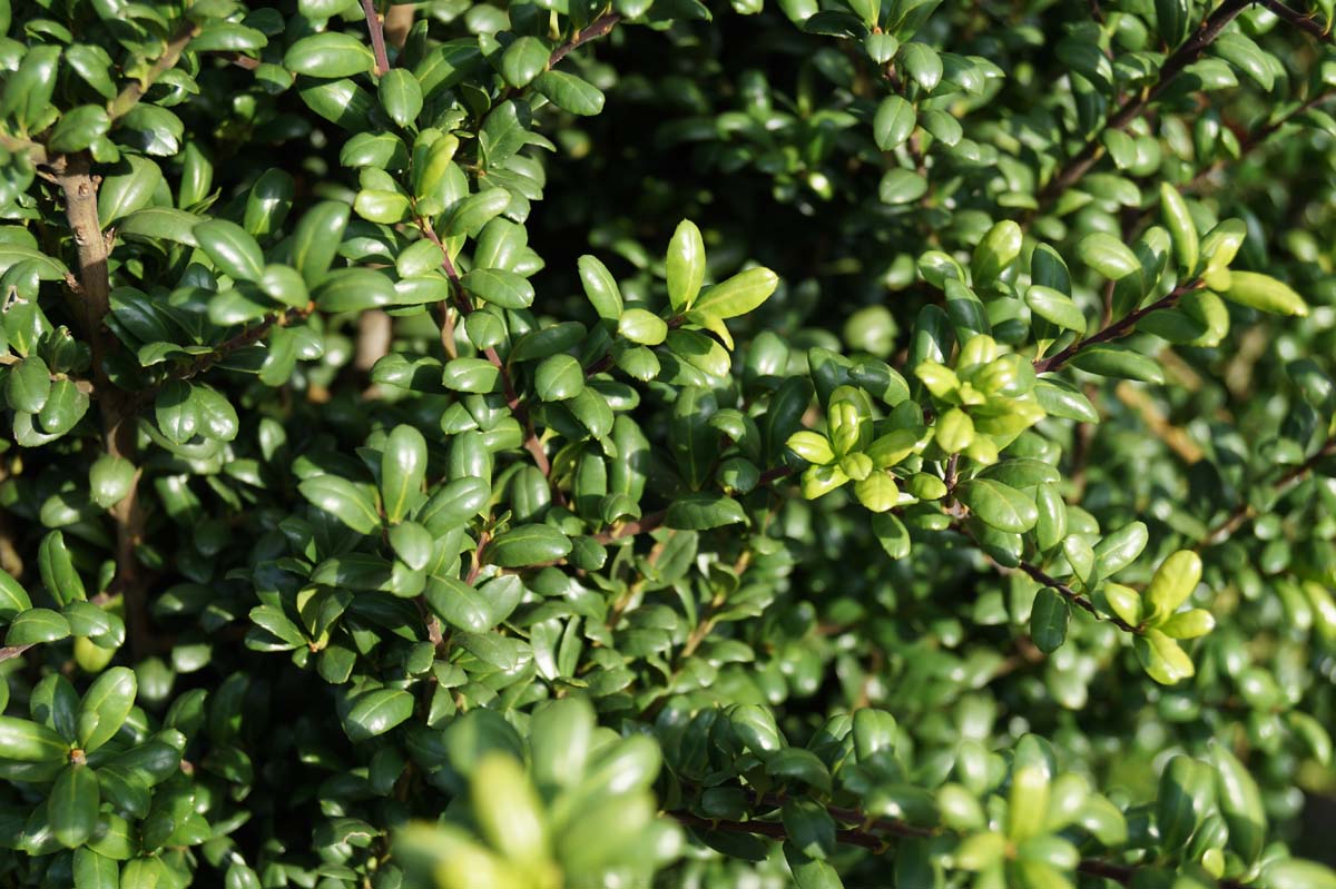 Ilex crenata 'Convexa' solitair
