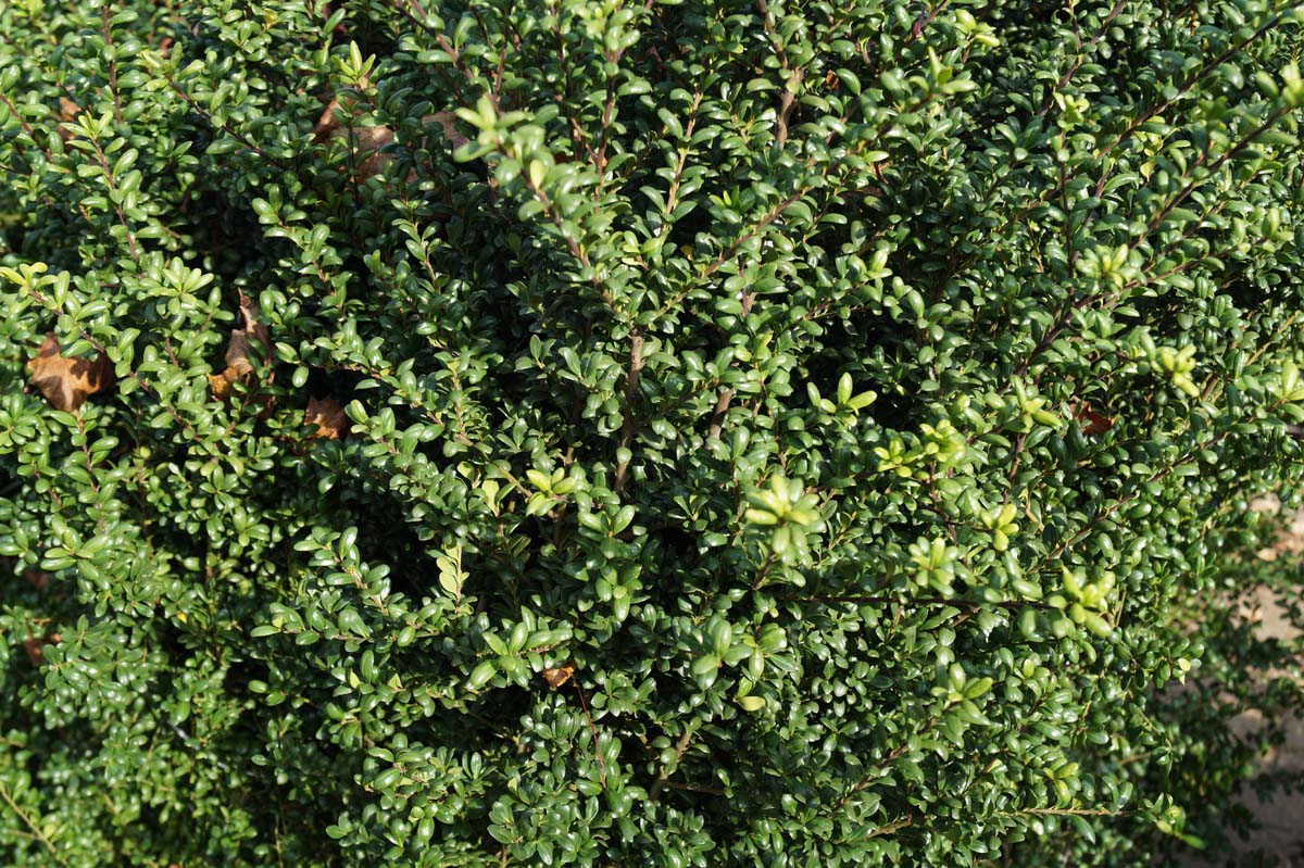 Ilex crenata 'Convexa' solitair