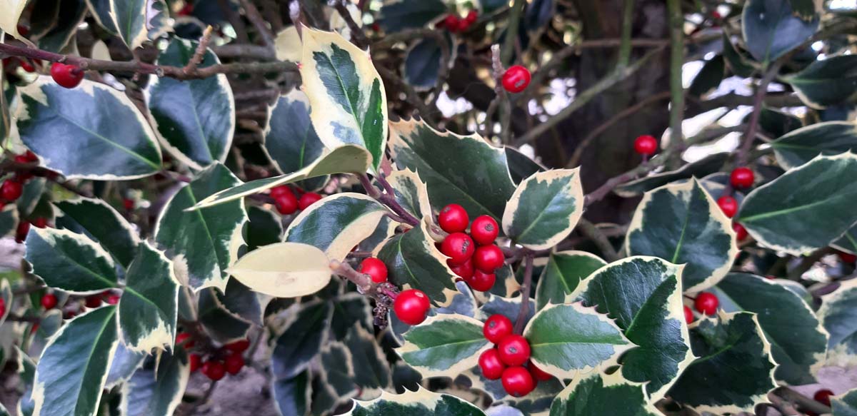 Ilex aquifolium 'Rubricaulis Aurea' bes