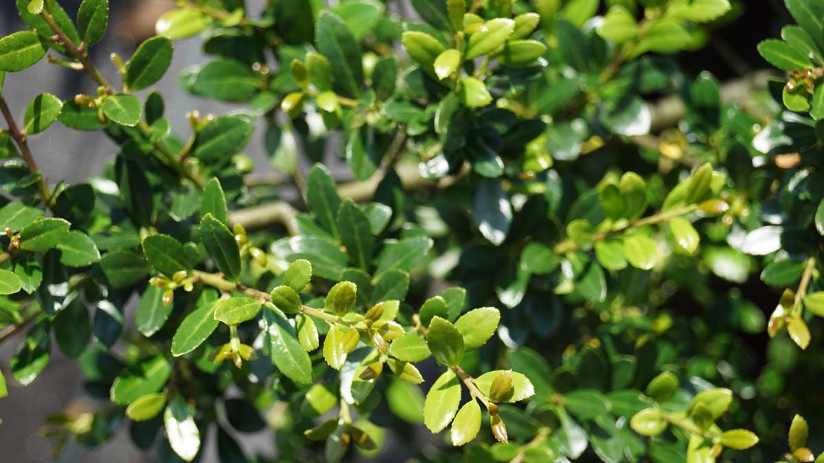 Ilex crenata 'Stokes' meerstammig / struik