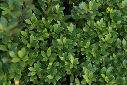 Ilex crenata op stam