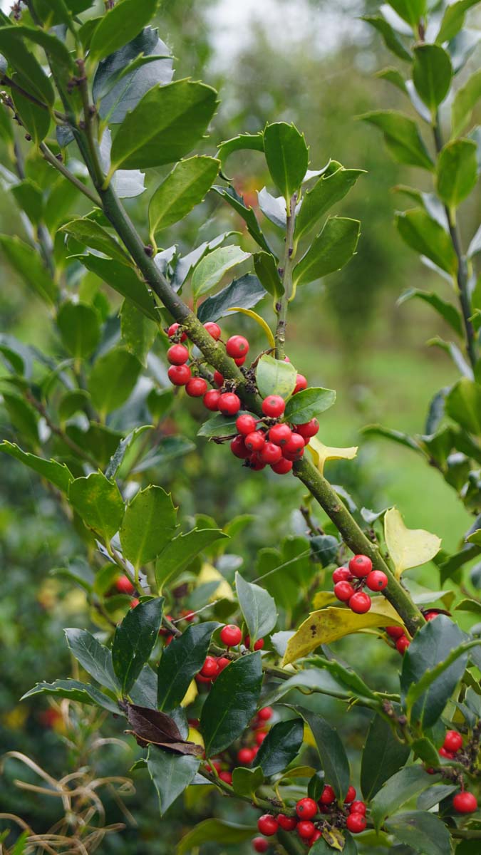 Ilex meserveae 'Blue Prince'