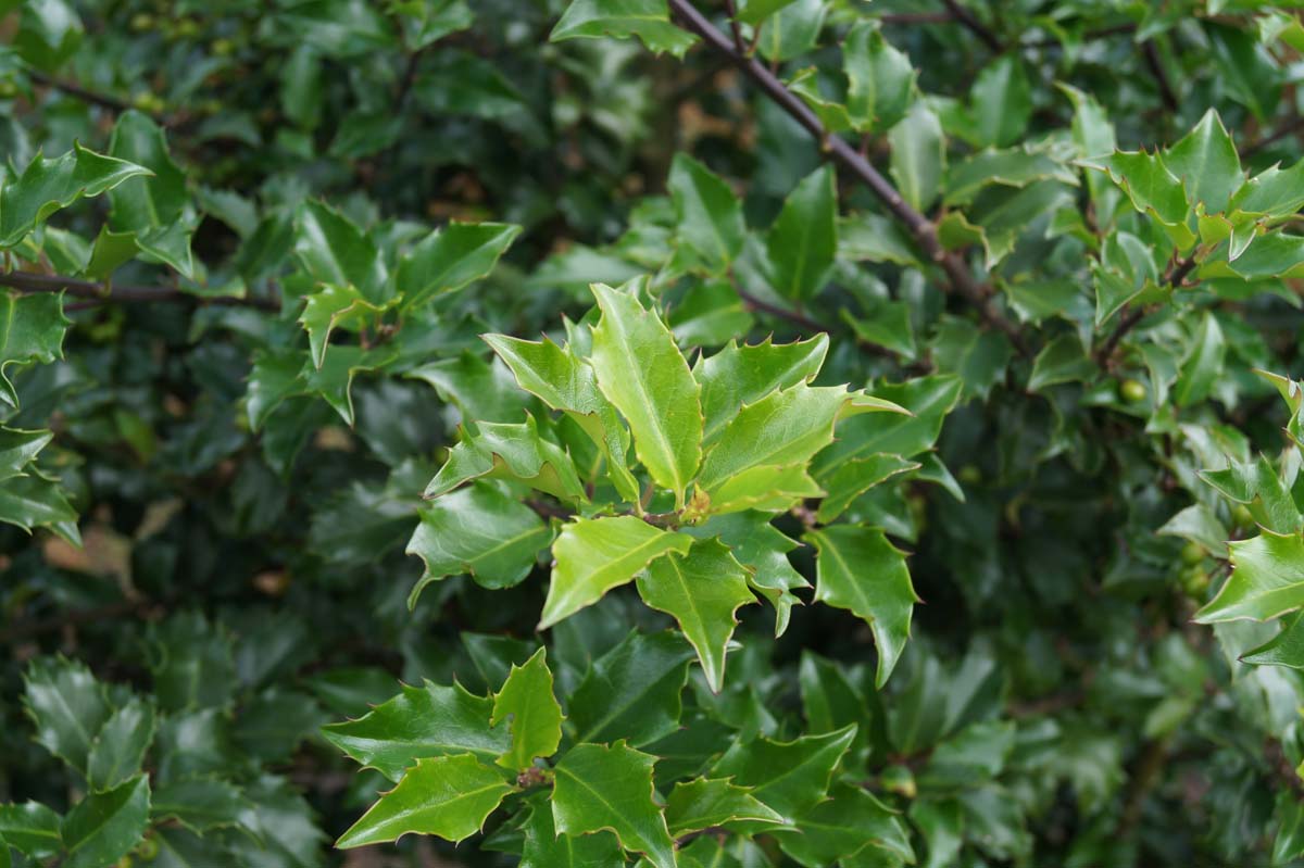 Ilex meserveae 'Blue Princess' haagplant