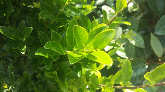 Ilex maximowicziana kanehirae
